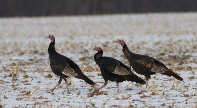 Trio of wild turkeys in a snow dusted field